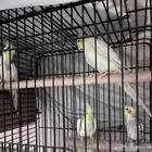 اربع طيور للبيع