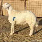 مشاريع فحول حريه صنف الصنف درجه اولى