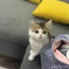 قطه صغيره للبيع
