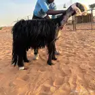 خلفه نجديه