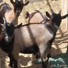 ماعز قزمي حوطة سدير