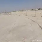 مقول نخل وشبوك مزارعه