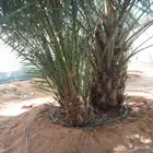 نخل للبيع وأسعار منخفضه