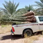 يوجد لدينا جميع انواع النخيل وتركيب الشبوك مصداقية في الوعد