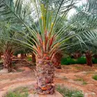 نخل مثمر للبيع صقعي مجدول هلالي غر سلمى اخلاص سكري برحي سلج