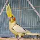 زوج كروان مستوى توب