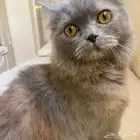 قطه أنثى شيرازي عمر 8 أشهر لو ن رمادي للتبني مع كامل مستلزما