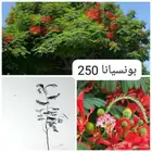 مشتل اشجار وحمضيات وزهور