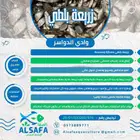 زريعة بلطي محسنة