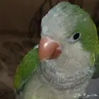 للبيع كويكر متكلم أليف جدا