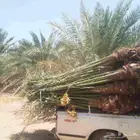 السلام عليكم ورحمه الله وبركاته يوجد لدينا نخل طيب واجد متوا