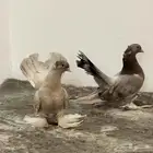 كرنقو