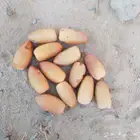يوجد عدد نخل بياض نجران فصايل