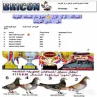 زاجل سباقات مسافات طويله 1115 km