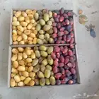 رطب من مزرعتنا بالاحساء الى الدمام فرش