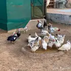بيض دجاج فرنسي كولمبي مخصب للبيع