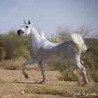 فرس مصريه فاخره العمر 15