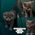 سكوتش ستريت - سكوتش فولد
