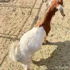 تيس طيب