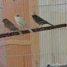 اناثي كناري