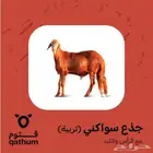 لحوم ذبائح نعيمي وتيوس وسواكني جذع ولباني وحاشي وعجل