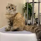 قطة سكوتش التبني