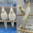 مطلوب اجواز كروان منتجه