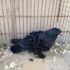 مفتل ( جاكسون )