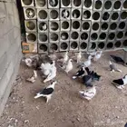 حمام مشكل