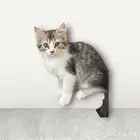 قطط للتبني