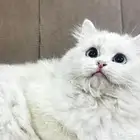 بسه مكس شيرازي