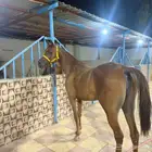 فرس واهو بالسوق سوم 20من وقف عليه.السوم مبروك