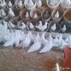 موجود حمام فرنسي سوبر جامبو