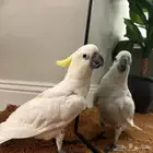 كوكاتو سيلفر كرستد سوبر جامبو