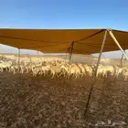 غنم