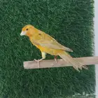 ذكر كناري مشمشي منتج