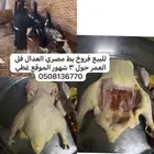 فروخ بط مصري