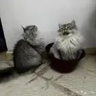 قطط بسس شيرازي للتبني