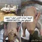 وز بلدي عدل