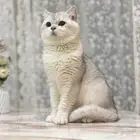 قطة سكوتش ستريت بيور للبيع - لون سلفر - يوجد دفع بالتقسيط