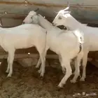 تيسين وجفره بيشيات