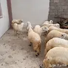 اضاحي طليان((تم البيع))