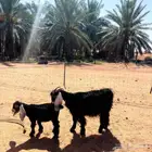 معزا عوارض فاخره تم البيع