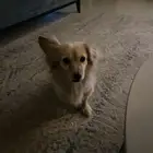 البوميرينيان (Pomeranian) داتشهاوند (Dachshund)