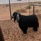 للبيع غنم معزاء عارضيات