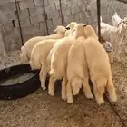 طليان مناسبات