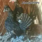 دجاج كويتي هزاز