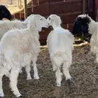 رخال