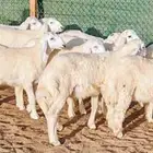 طليان حري سمان ومقفلات واطراف تجمل للمناسبات