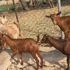 تيوس دهم تربيه عددها 25 راس للبيع الموقع الدرب